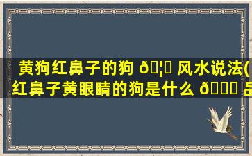 黄狗红鼻子的狗 🦉 风水说法(红鼻子黄眼睛的狗是什么 🐝 品种)
